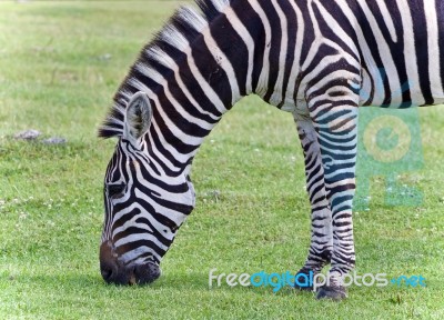 Photo Of A Zebra Eating The Grass On A Field Stock Photo