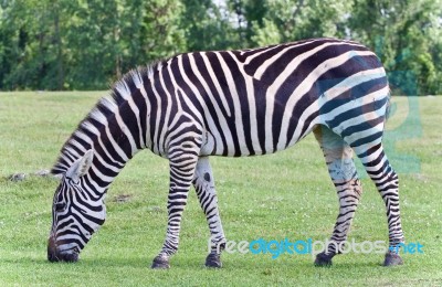 Photo Of A Zebra Eating The Grass On A Field Stock Photo