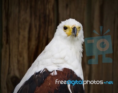 Photo Of An African Fish Eagle Looking Straight Stock Photo