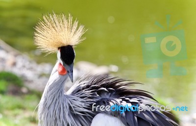 Photo Of An East African Crowned Crane Near A Lake Stock Photo