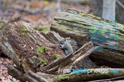 Photo Of The Cute Squirrel In The Forest Stock Photo