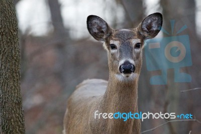 Photo Of The Cute Wild Deer Stock Photo