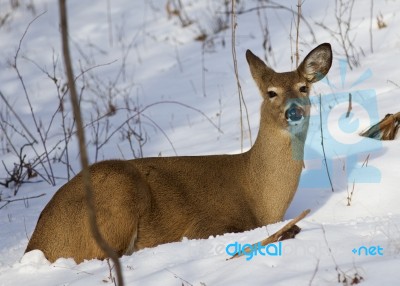 Photo Of The Cute Wild Deer Laying On The Snow Stock Photo