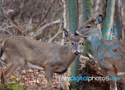 Photo Of The Cute Young Deer And His Mom Stock Photo