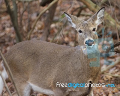 Photo Of The Deer Eating The Grass Stock Photo