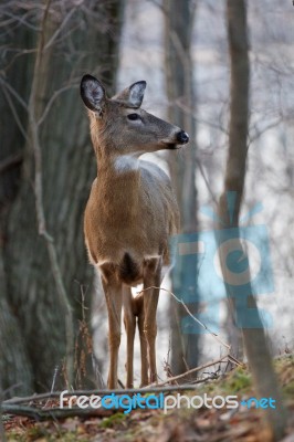 Photo Of The Deer Looking At Something Stock Photo