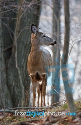 Photo Of The Deer Looking At Something Stock Photo