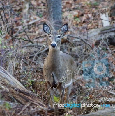 Photo Of The Deer Looking At Something Stock Photo