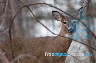 Photo Of The Deer Looking At You Stock Photo