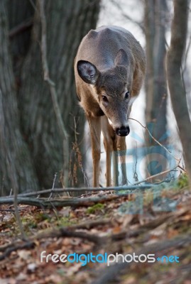 Photo Of The Deer Searching Something On The Ground Stock Photo