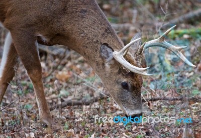 Photo Of The Male Deer Searching Something On The Ground Stock Photo