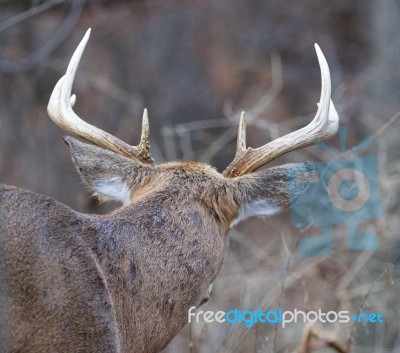 Photo Of The Male Deer With The Horns From The Back Stock Photo