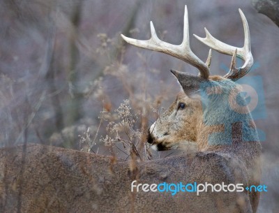 Photo Of The Male Strong Deer With Horns Stock Photo