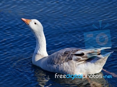 Photo Of The Snow Goose Drinking Water Stock Photo