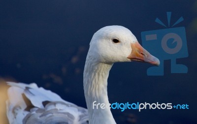 Photo Of The Snow Goose In The Water Stock Photo