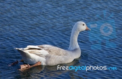 Photo Of The Snow Goose Swimming Away Stock Photo