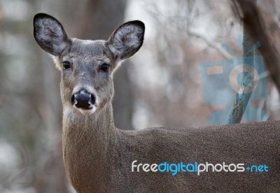 Photo Of The Unsure Cute Deer Stock Photo