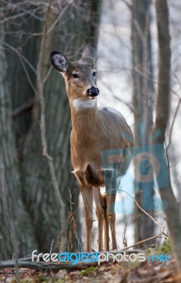 Photo Of The Unsure Young Deer Stock Photo