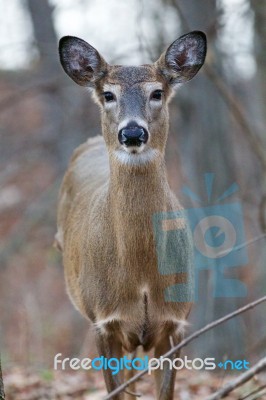 Photo Of The Wide Awke Beautiful Deer Looking Straight Stock Photo