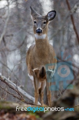 Photo Of The Wild Deer Stock Photo