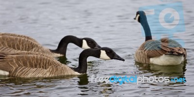 Photo Of Three Canada Geese Swimming In The Lake Stock Photo