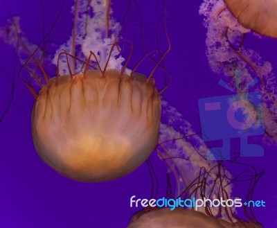 Photo Of Two Beautiful Deadly Jellyfishes Swimming Stock Photo