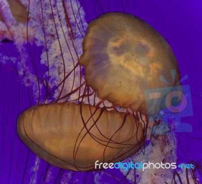 Photo Of Two Beautiful Deadly Jellyfishes Swimming Stock Photo