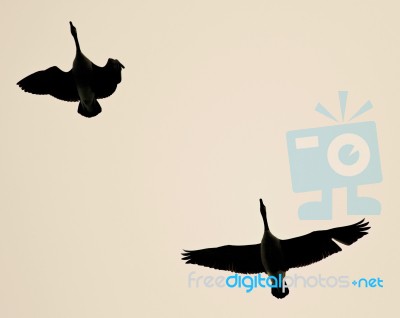 Photo Of Two Canada Geese Flying In The Sky Stock Photo