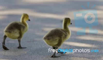 Photo Of Two Cute Chicks Of Canada Geese Stock Photo