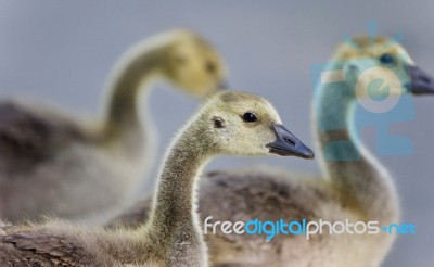 Photo Of Two Cute Chicks Of Canada Geese Stock Photo