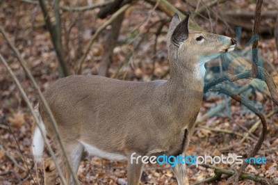 Photo With A Beautiful Deer Stock Photo