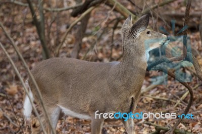 Photo With The Deer Looking Aside Stock Photo