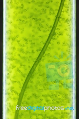 Photobioreactor In Lab Algae Fuel Bio-fuel Stock Photo