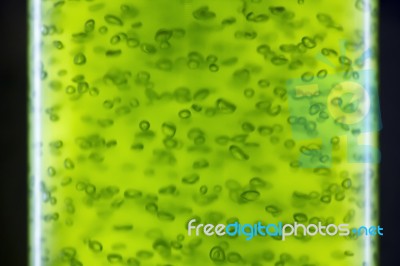 Photobioreactor In Lab Algae Fuel Bio-fuel Stock Photo