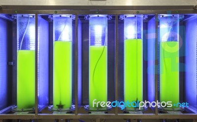 Photobioreactor In Lab Algae Fuel Bio-fuel Stock Photo