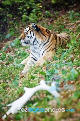 Photograph Of A Resting Siberian Tiger Stock Photo