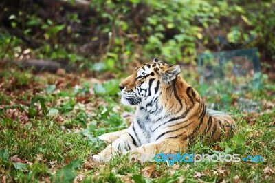 Photograph Of A Resting Siberian Tiger Stock Photo