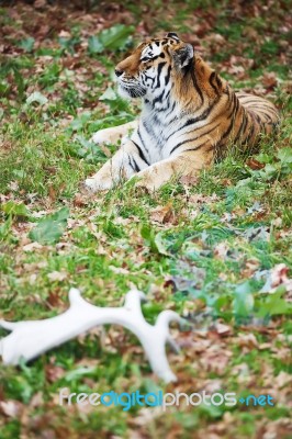 Photograph Of A Resting Siberian Tiger Stock Photo