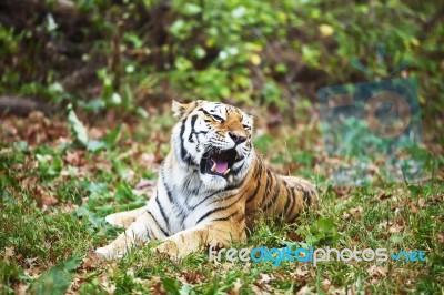 Photograph Of A Yawning Siberian Tiger Stock Photo