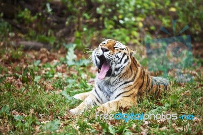 Photograph Of A Yawning Siberian Tiger Stock Photo