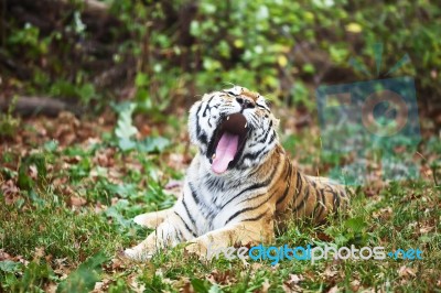 Photograph Of A Yawning Siberian Tiger Stock Photo