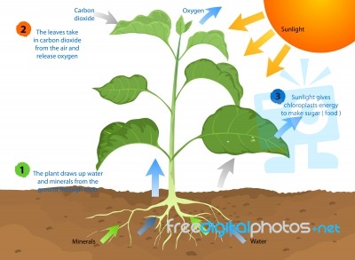 Photosynthesis Stock Image