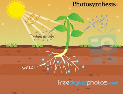 Photosynthesis Stock Image