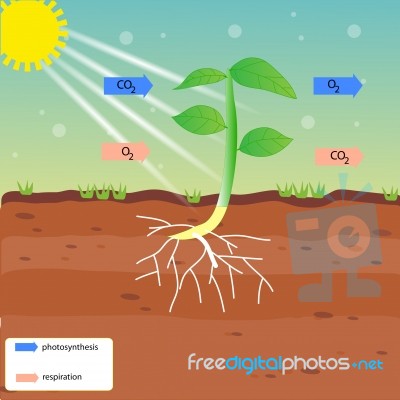 Photosynthesis And Respiration Stock Image