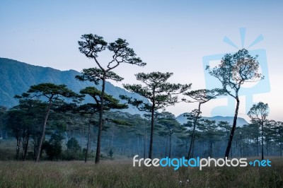 Phu Soi Dao Stock Photo