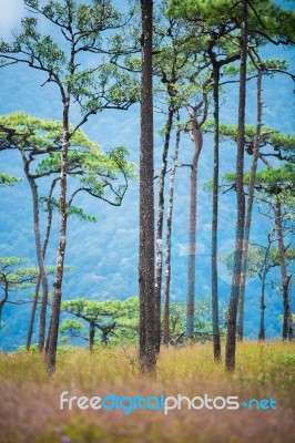 Phu Soi Dao Stock Photo