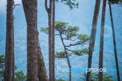 Phu Soi Dao Stock Photo