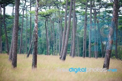 Phu Soi Dao Stock Photo