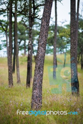 Phu Soi Dao Stock Photo