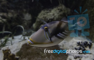 Picasso Trigger Fish Swimming Stock Photo